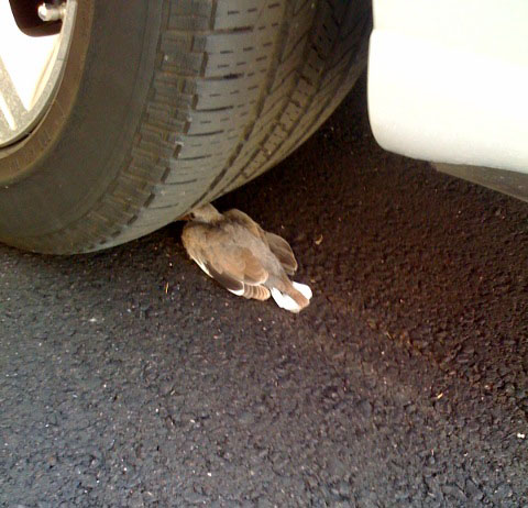 Baby Dove 