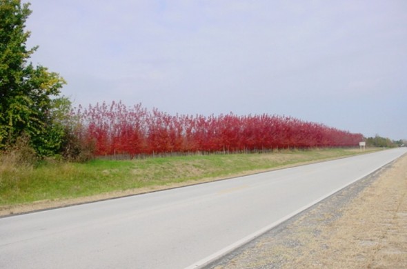 Road in Sarcoxie, MO