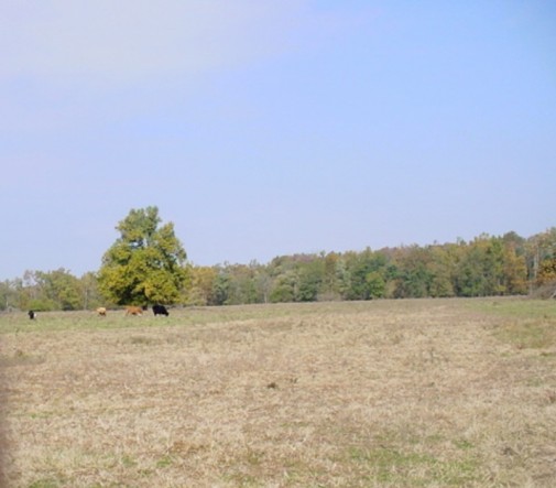 Road in Sarcoxie, MO