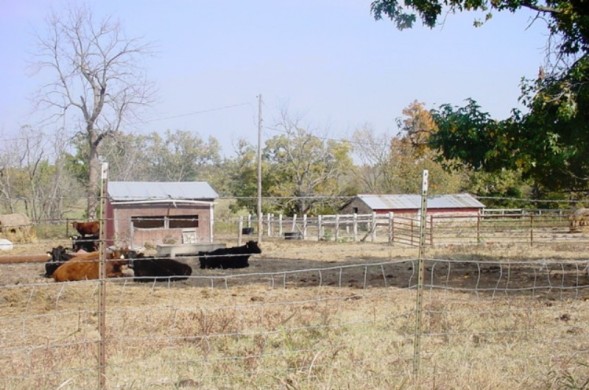 Barn and Cattle